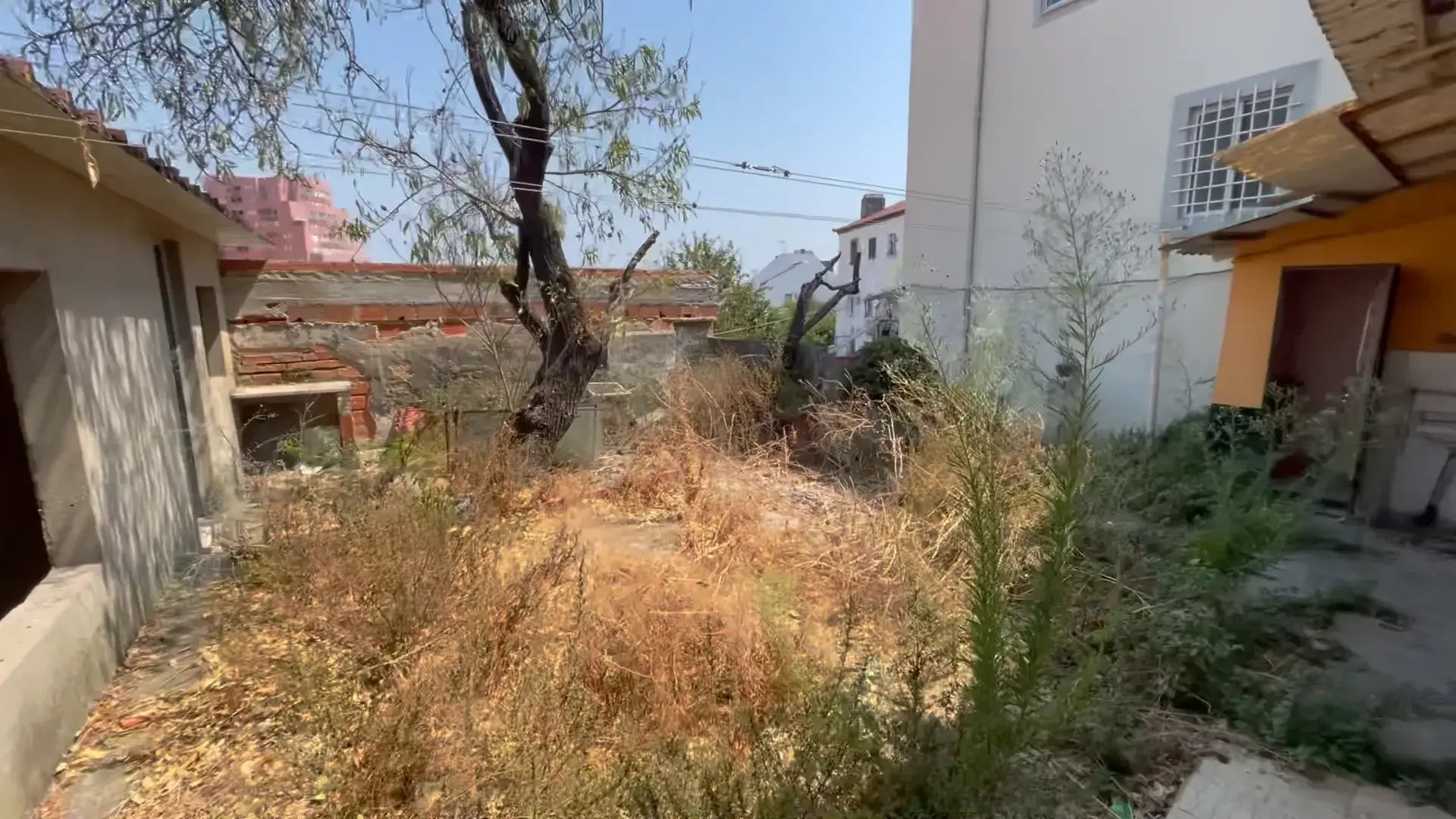 Courtyard trees with city regeneration backdrop at Quinta do Ferro, Lisbon.